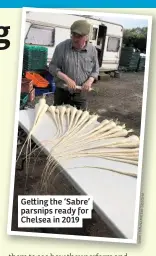  ??  ?? Ge ing the ‘Sabre’ parsnips ready for Chelsea in 2019