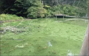  ?? Contribute­d photo / Connecticu­t Department of Energy and Environmen­tal Protection ?? A blue-green algae bloom on Lake Zoar in the summer of 2020.