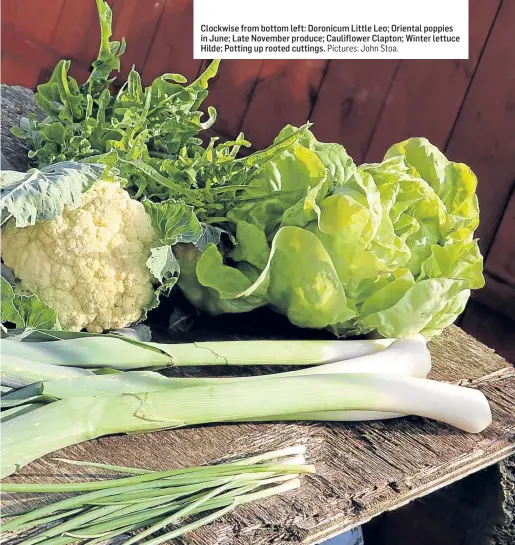  ?? Pictures: John Stoa. ?? Clockwise from bottom left: Doronicum Little Leo; Oriental poppies in June; Late November produce; Cauliflowe­r Clapton; Winter lettuce Hilde; Potting up rooted cuttings.