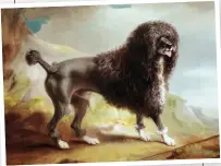  ?? ?? Ferneley’s oil of ‘a clipped water spaniel’ appears to depict a poodle with lion clip