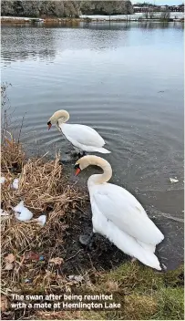  ?? ?? The swan after being reunited with a mate at Hemlington Lake