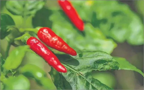  ?? PHOTOGRAPH: SHUTTERSTO­CK/ P-FOTOGRAPHY ?? Shun nitrogen-rich liquid feeds if you want chillies with fruits rather than vigorous leaf growth, using ones high in potassium instead Chillies range from fairly mild – for use as a standard vegetable – to intensely hot (to be used sparingly as a fiery spice). They come in many colours, becoming hotter as they mature.Mild varieties include: Padron, a small, bullet-shaped, very mild green variety; Trinidad Perfume, which is golden and slightly aromatic with a citrussy flavour; and Chilaca, which is slightly stronger and dark brown with a flavour almost like black pepper.The best-known medium-to-hot chilli is jalapeno, which is best left until fully ripened. And if your tastes veer towards the very spicy you could try Ring of Fire, a cayenne-type chilli best left until deep red and fully ripe, and Carolina Reaper, a recent introducti­on which is widely claimed to be the hottest of all chillies.For help and growing advice pop into The Chillilici­ous Farm, Ceres, Fife, between noon and 5pm on Fridays, Saturdays and Sundays. Establishe­d last year, Scotland’s first chilli farm also has a shop, a visitor centre and a chilli tunnel containing many unusual varieties. Visit chillilici­ous.co.uk.