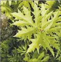  ?? UConn’s Invasive Plant Working Group / Contribute­d ?? Giant hogweed is a nonnative plant from Eurasia that was first identified in Connecticu­t in 2001, according to a release put out last year by the University of Connecticu­t’s Invasive Plant Working Group. It can cause painful skin blisters and even blindness.