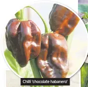  ??  ?? Chilli ‘chocolate habanero’