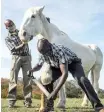  ??  ?? STAFF members Collings Moyo, back, and Naphta Nyasulu trim the hooves of one of their charges.