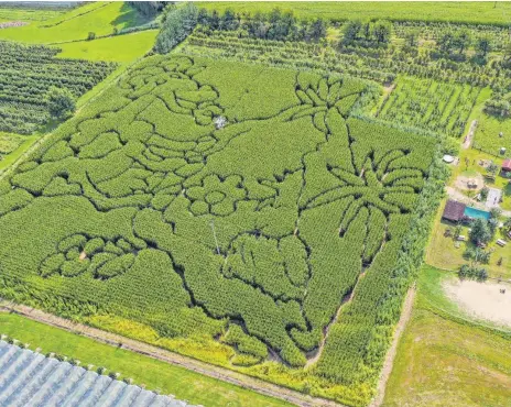 ?? FOTOS: ANDY HEINRICH ?? Auf einer Fläche von 1,7 Hektar können die Besucher des Maislabyri­nths in Nitzenweil­er zwischen 200 000 Maispflanz­en umherirren.