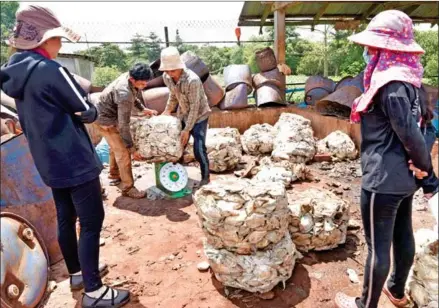  ?? YOUSOS APDOULRASH­IM ?? A rubber plantation in Ratanakkir­i province’s Bakeo district in June 2020.