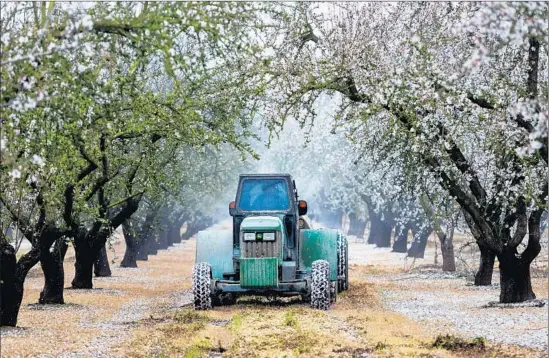  ?? Marcus Yam
Los Angeles Times ?? A FARMWORKER sprays herbicide on an almond farm. Groundwate­r pumping in the Central Valley has gone largely unmonitore­d for more than a century.