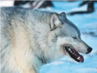  ?? THE CANADIAN PRESS/FILES ?? The B.C. government is going ahead with a second year of culling wolves. A 10-year cull in Alberta worked, but it resulted in the deaths of about 1,000 wolves to save a caribou herd.