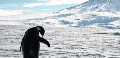  ?? REUTERS ?? A foraging Emperor penguin preens on snow-covered sea ice around the base of the active volcano Mount Erebus, near Mcmurdo Station, the largest U.S. science base in Antarctica.