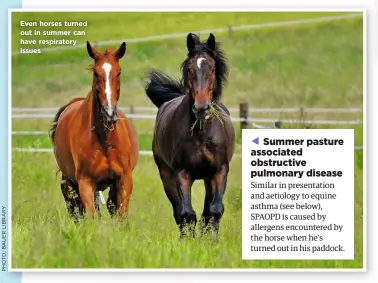  ??  ?? Even horses turned out in summer can have respirator­y issues