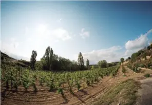  ??  ?? MEDIO AMBIENTE
El papel de las etiquetas de Granza, marca de vinos ecológicos de Matarromer­a, está elaborado con residuos de uva para reemplazar el 15% de pulpa de árbol virgen.