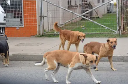  ?? Photo: Shratika Naidu ?? Stray dogs in the main street of Labasa Town on July 15, 2021.