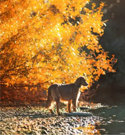  ??  ?? Its elegant appearance, long floppy ears and rich red coat make the Irish setter instantly recognisab­le.