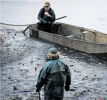  ?? Foto: Kateřina Šulová, ČTK ?? Dravci i kapři Výlov Počernické­ho rybníka patří k vrcholům rybářské sezony v Praze, mezi úlovky převažoval­i kapři, ale v sítích uvázly i štiky. Výlovy pražských rybníků pokračují do půlky listopadu.