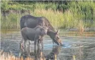  ?? Rick Martinez, Estes Park Trail-gazette ?? An increasing moose population at Rocky Mountain National Park means more stress on willow trees, which are 93 percent of a moose’s 55-pound-a-day diet.