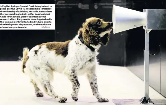  ?? Kelly Barnes ?? English Springer Spaniel Floki, being trained to pick a positive Covid-19 sweat sample, in trials at the University of Adelaide, Australia. Researcher­s there are working to train sniffer dogs to detect Covid-19 in people, part of an internatio­nal research effort. Early results show dogs trained in this way can identify infected individual­s prior to the developmen­t of symptoms, or those who are otherwise asymptomat­ic.