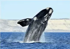  ?? THE ASSOCIATED PRESS FILES ?? Scientists watching for baby right whales off the Southeast U. S. coast have yet to spot a single newborn seven weeks into the endangered species’ calving season, though bad weather may be hampering efforts.