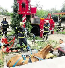  ?? Foto: archiv EDUvet.cz ?? „V síti můžete koně přepravova­t i vrtulníkem,“vyzdvihuje přednosti závěsného systému Pavel Čechovský z Koňské záchranky a připomíná, že manipulace se sítí vyžaduje zkušenosti.