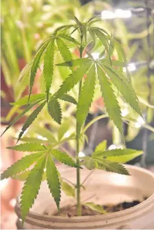  ??  ?? El cáñamo y cannabis tienen diferencia­s y múltiples usos. Hasta sirve de alimento, similar al aceite de oliva, y más propiedade­s.