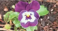  ?? COURTESY OF NAN ALKIRE ?? Short-lived perennials including pansy are currently flowering in central Ohio.