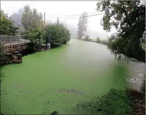  ??  ?? Un mois après la pollution, la Seiche est entièremen­t recouverte d’algues.