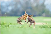  ??  ?? i Hares can be seen ‘boxing’ when females fight off attention from males
