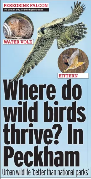  ??  ?? The birds of prey are thriving in our cities