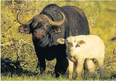  ??  ?? RARE SPECIMEN: A white buffalo calf with her mom
PHOTOGRAPH: SIBUYA