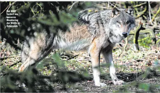  ??  ?? Der WWF fordert ein besseres Monitoring der Wölfe in Österreich