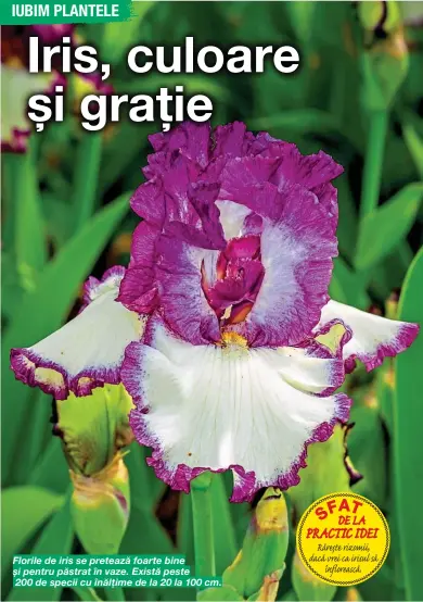  ??  ?? Florile de iris se pretează foarte bine și pentru păstrat în vaze. Există peste 200 de specii cu înălțime de la 20 la 100 cm.