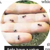  ??  ?? Ants have a value to the environmen­t