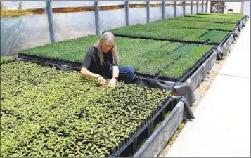  ?? SUSAN MONTOYA BRYAN AP ?? Nursery manager Tammy Parsons thins aspen seedlings at a greenhouse in Santa Fe, N.M. Parsons and her colleagues evacuated an crucial collection of seeds and tens of thousands of seedlings as a fire approached.