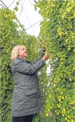  ?? Picture: Steven Brown. ?? Plant breeder Sandra Gordon with some of the hops being grown in trials at the James Hutton Institute in Invergowri­e.