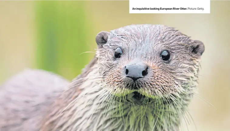  ?? Picture: Getty. ?? An inquisitiv­e looking European River Otter.