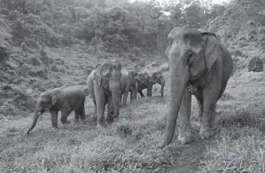  ?? ?? ELEPHANT Conservati­on Center in Sayaboury, Laos