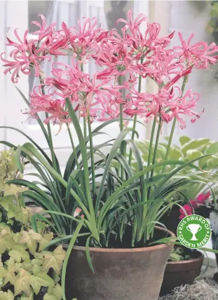  ??  ?? Nerine bowdenii ‘Pink’ 5 x Bulbs £9.99 Now £8.99 10 x Bulbs £19.98 Now £9.99 HURRY OFFER MUST END NOVEMBER 25TH