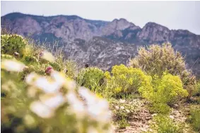  ?? ROBERTO E. ROSALES/JOURNAL ?? Recent rains have turned normally dry foothills into a green garden. Rainfall statewide is particular­ly good news for ranchers.