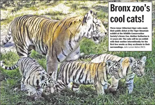 Tiger Cubs - Bronx Zoo