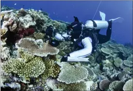  ?? M. CURNOCK — GBRMPA VIA AP ?? In this photo supplied by the Great Barrier Reef Marine Park Authority (GBRMPA), a diver swims past coral on the Great Barrier Reef in Australia, Oct. 18, 2016. More than 90% of Great Barrier Reef coral surveyed in 2022was bleached in the fourth such mass event in seven years in the world’s largest coral reef ecosystem, Australian government scientists said in its an annual report released late Tuesday.