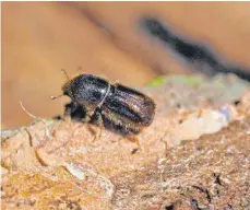  ?? ARCHIFOTO: HIEKEL/ DPA ?? Klein, aber nicht harmlos: Borkenkäfe­r können, wenn sie in großen Scharen auftreten, ganze Wälder gefährden.