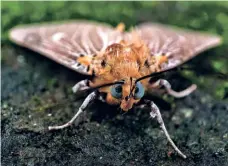  ?? ?? TROPICAL TIGER MOTH.