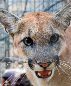  ??  ?? National Park Service officials are concerned about P-74, a young male mountain lion who lives in the area burned by the Woolsey Fire, because his GPS collar has not transmitte­d data in days.