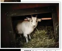  ?? FOTO: STEFAN KÄLLSTIGEN ?? TITTUT. Getterna är födda på Skansen och trivs bra i sitt nya hem. Här finns både hö och snälla grisar att leka med.