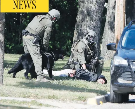  ?? JOHN WOODS / THE CANADIAN PRESS ?? The RCMP emergency response unit arrests a suspect in Neepawa, Man., on Thursday, following the shooting of a RCMP officer in Onanole, Man.