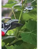  ??  ?? Try pruning harder to get larger grape fruits