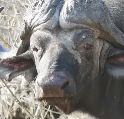  ?? Picture: Amanda Watson ?? DANGEROUS. A Cape Buffalo in the Kruger National Park. Buffalos can weigh nearly a ton.