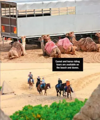  ??  ?? Camel and horse riding tours are available on the beach and dunes.