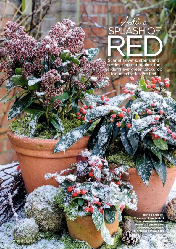  ??  ?? BUDS & BERRIES: The scarlet flower buds of
Skimmia reevesiana with berries of S. japonica and Gaultheria procumbens brighten up a snowy patio