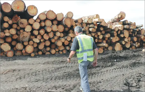  ?? PHOTOS BY ZHOU PAI / CHINA DAILY ?? Lee Daugherty, general manager of the Turman Group, inspects a stack of logs at one of the company’s facilities in Hillsville, Virginia.